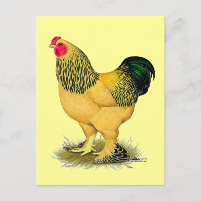 Brahma:  Buff Rooster Postkarte (Vorderseite)