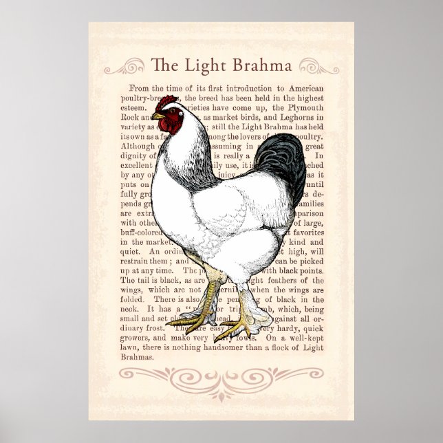 Brahma Chicken Country Küche Vintage Einrichtung Poster (Vorne)