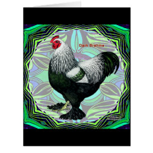 Brahma: Fancy Dark Rooster
