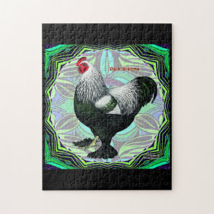 Brahma: Fancy Dark Rooster