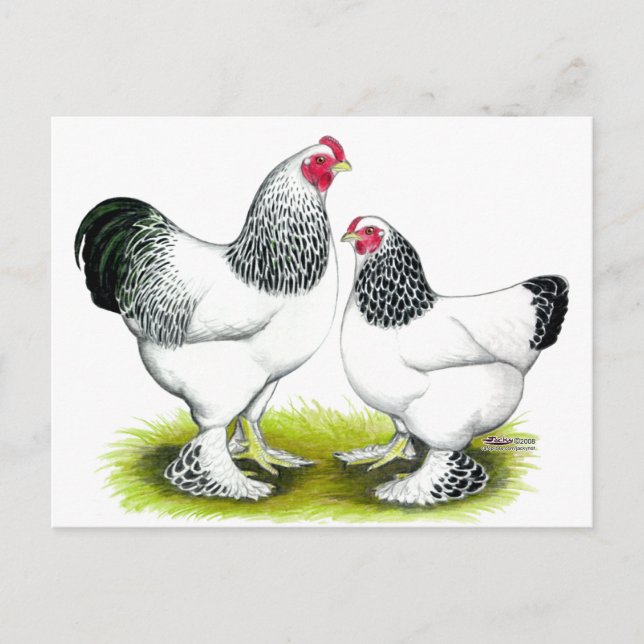 Brahma: Licht Postkarte (Vorderseite)