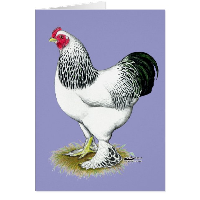 Brahma : Rooster léger (Devant)
