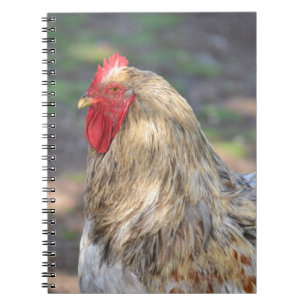 Brahma Rooster-Notebook Notizblock