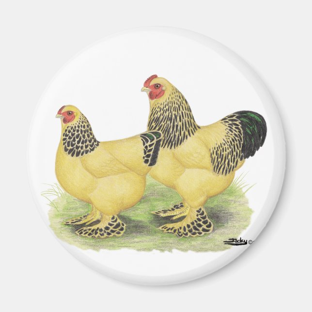 Brahmas: Buff Bantams Magnet (Vorne)