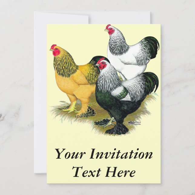 Brahmas Three Roosters Einladung (Vorderseite)