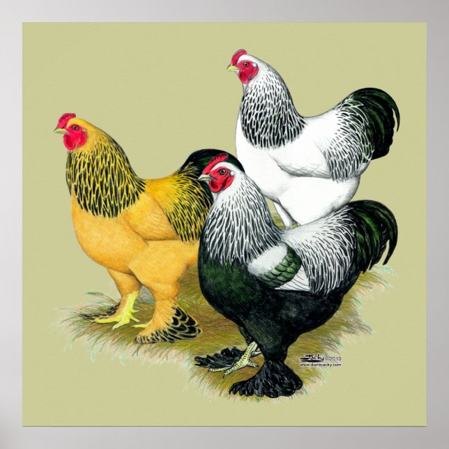 Brahmas Three Roosters Poster (Vorne)