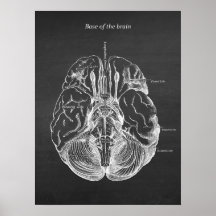 Brain Anatomical Illustration Print no. 3