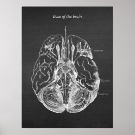 Brain Anatomical Illustration Print no. 3 Poster