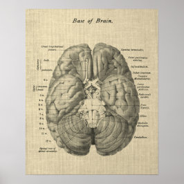 Brain Anatomy Art #1 mit Cream Background Poster