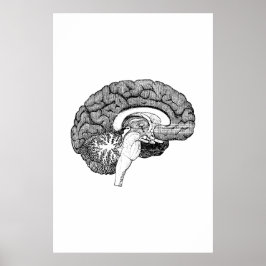 Brain Anatomy Illustration Poster