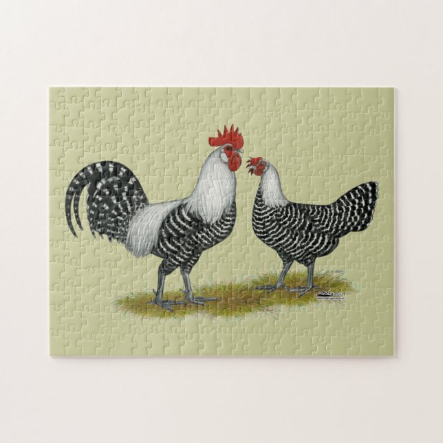 Brakel Chickens (Horizontal)