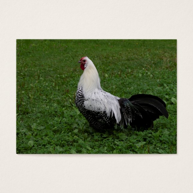 Brakel Hahn (Vorderseite)