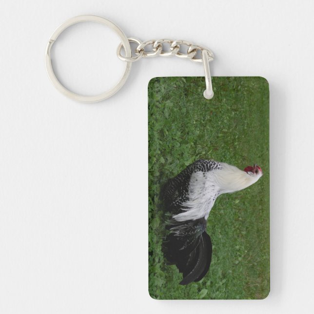 Brakel Hahn (Devant)