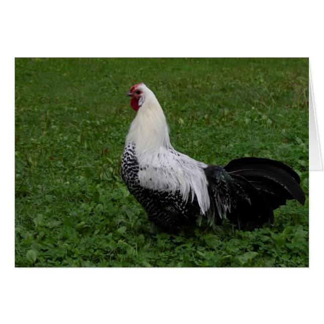 Brakel Hahn (Vorderseite (Horizontal))