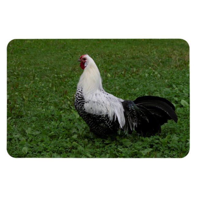 Brakel Hahn Magnet (Horizontal)