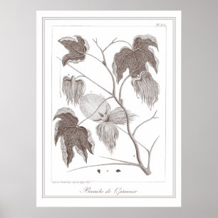 Branch Cotton Pflanze - Branche de Cotonou Poster