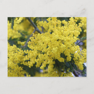 Branch of mimosa postkarte