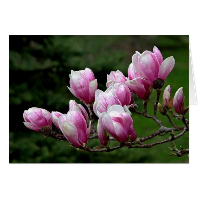Branche de Magnolia (Devant horizontal)