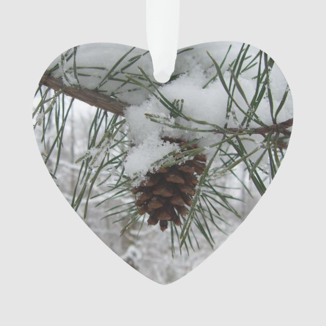 Branche des pins neigeux Photographie de la nature (devant)