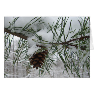 Branche des pins neigeux Photographie de la nature