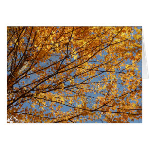 Branches de Maple Feuilles II Orange Automne