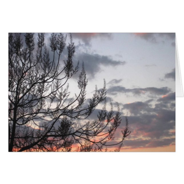 Branches du coucher de soleil (Devant horizontal)