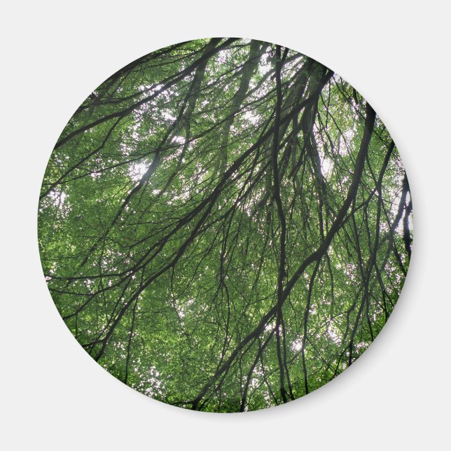 Branches et aimants Feuille (Devant)