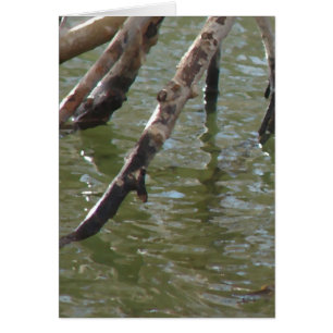 Branches Toutes les occasions Carte de voeux