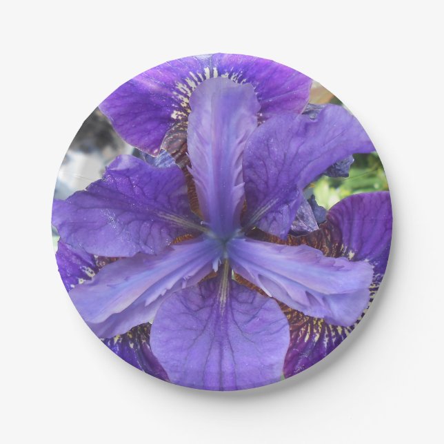 Brandeis Pappteller (Vorderseite)