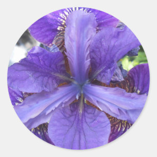 Brandeis Runder Aufkleber