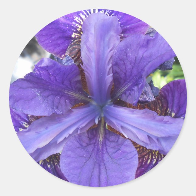 Brandeis Runder Aufkleber (Vorderseite)