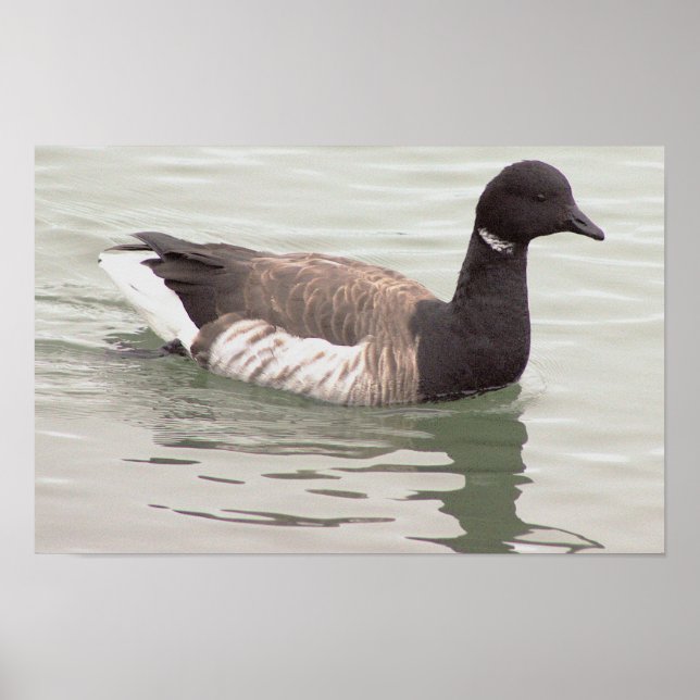 Brandgans-Foto-Poster Poster (Vorne)