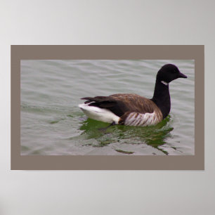 Brandgans-Fotoplakat Poster