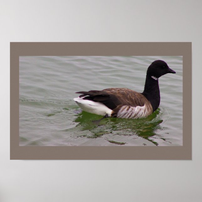 Brandgans-Fotoplakat Poster (Vorne)
