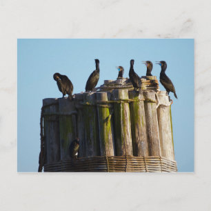 Brandts Kormorant Postkarte