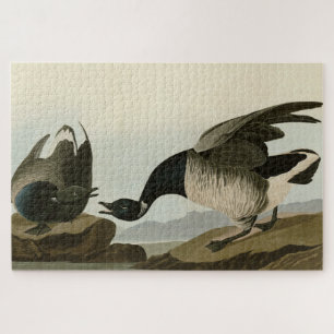 Brant Gänse (Brant) von Audubon Birds of America