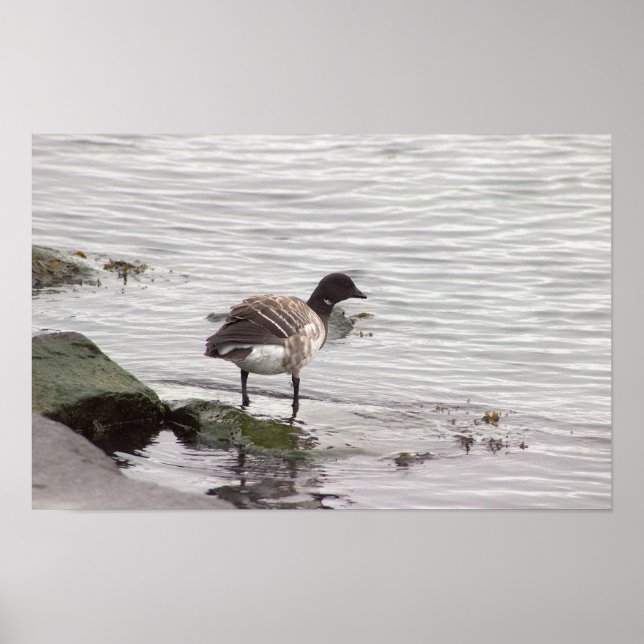 Brant Goose Photo Poster (Vorne)