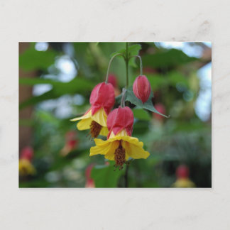 Brasilianische Bell-Blume-Postkarte Postkarte