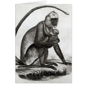 Brasilianischer Affe