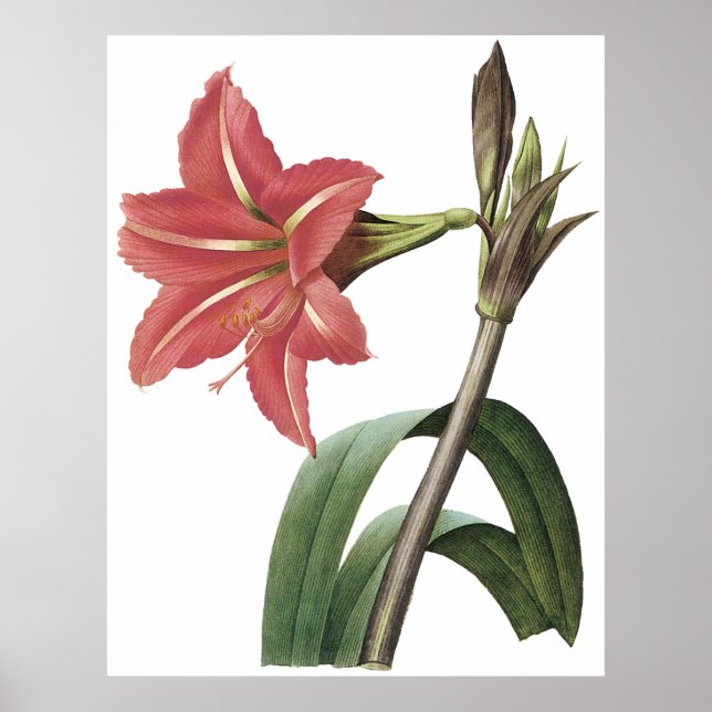 Brasilianischer Amaryllis Poster (Vorne)