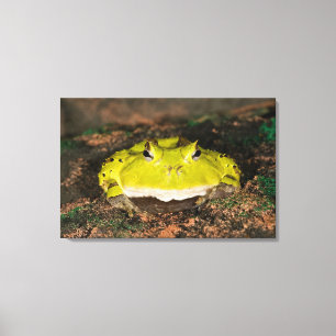 Brasilianischer Hornfrosch, Ceratophrys cornuta, 2 Leinwanddruck