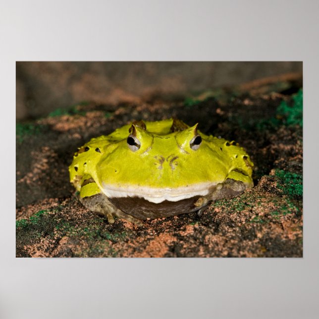 Brasilianischer Hornfrosch, Ceratophrys cornuta, 2 Poster (Vorne)