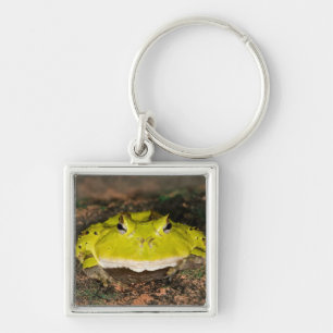 Brasilianischer Hornfrosch, Ceratophrys cornuta, 2 Schlüsselanhänger