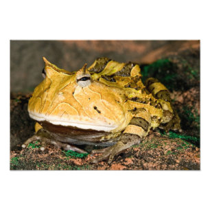 Brasilianischer Hornfrosch, Ceratophrys cornuta, 3 Fotodruck