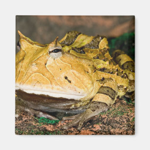 Brasilianischer Hornfrosch, Ceratophrys cornuta, 3 Magnet