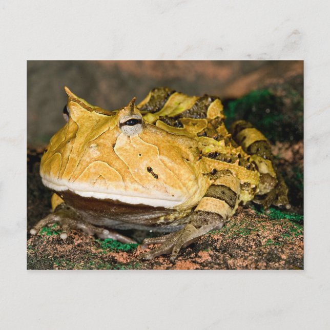 Brasilianischer Hornfrosch, Ceratophrys cornuta, 3 Postkarte (Vorderseite)