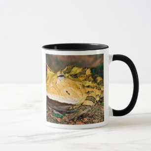 Brasilianischer Hornfrosch, Ceratophrys cornuta, 3 Tasse