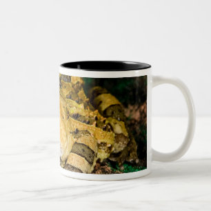 Brasilianischer Hornfrosch, Ceratophrys cornuta, 3 Zweifarbige Tasse