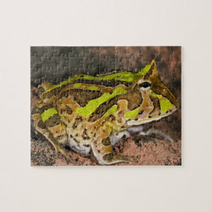 Brasilianischer Hornfrosch, Ceratophrys cornuta, E