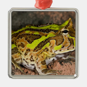 Brasilianischer Hornfrosch, Ceratophrys cornuta, E Silbernes Ornament